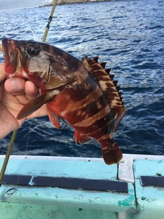 アカハタの釣果