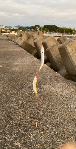 サバの釣果