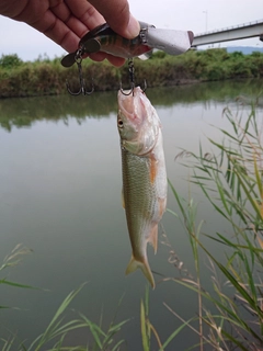 ハスの釣果