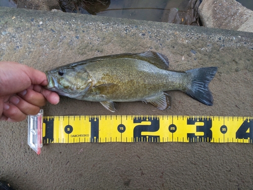 スモールマウスバスの釣果