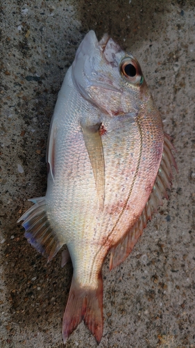 チャリコの釣果