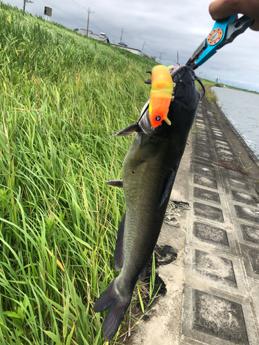 アメリカンキャットフィッシュの釣果