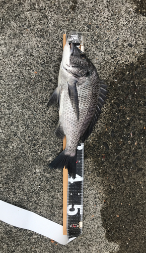 クロダイの釣果