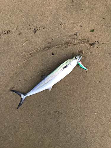 サゴシの釣果