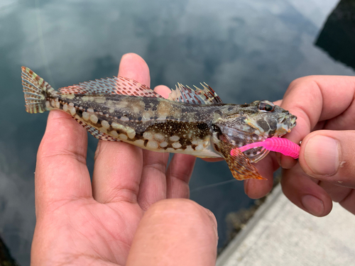 アナハゼの釣果