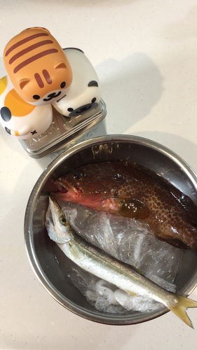 キジハタの釣果