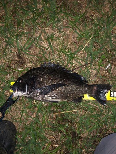 クロダイの釣果