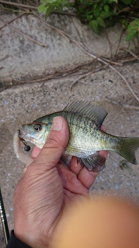 ブルーギルの釣果