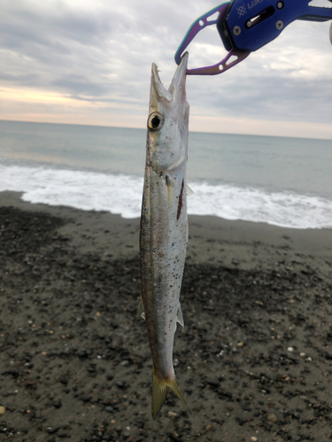 カマスの釣果