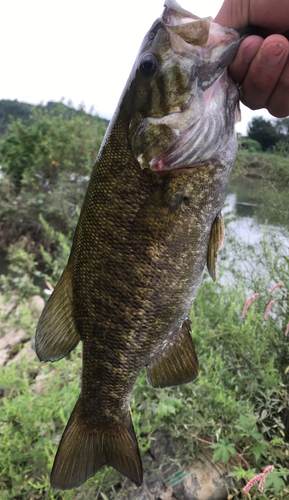 スモールマウスバスの釣果