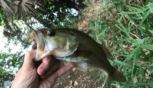 ブラックバスの釣果