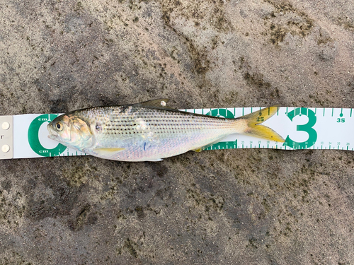 コノシロの釣果