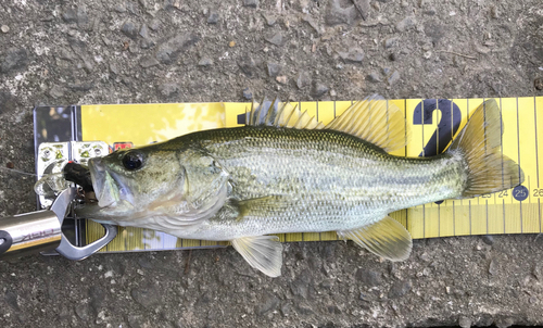 ラージマウスバスの釣果