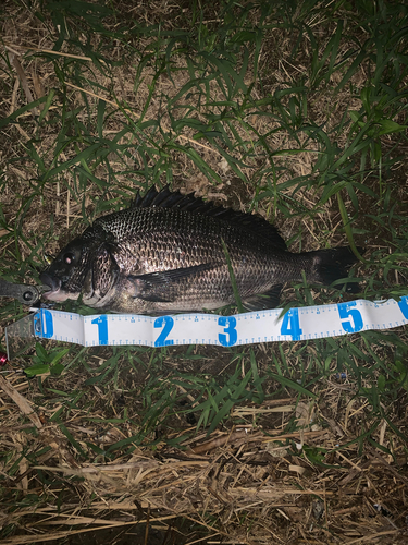 クロダイの釣果