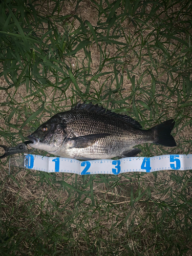 クロダイの釣果