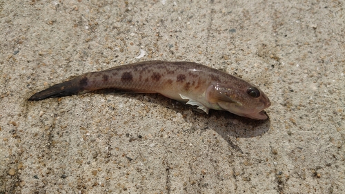 マハゼの釣果