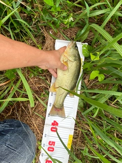 ブラックバスの釣果