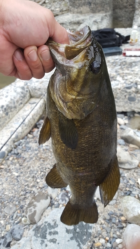 スモールマウスバスの釣果