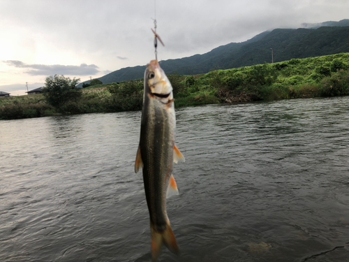 ウグイの釣果