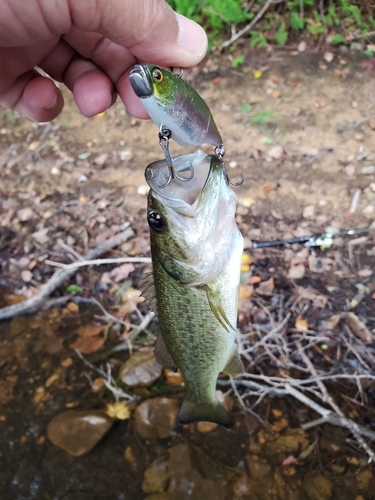 ラージマウスバスの釣果