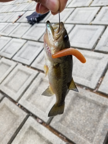 ラージマウスバスの釣果