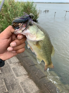 ラージマウスバスの釣果