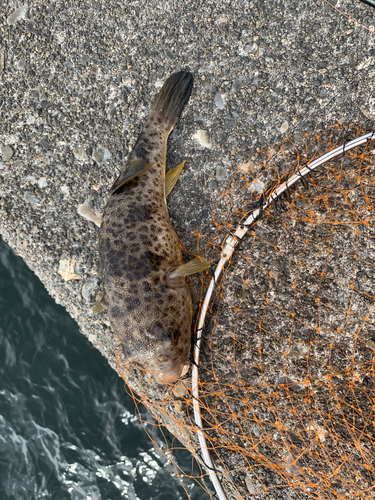 フグの釣果