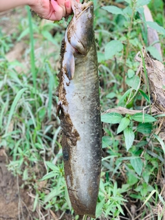 マナマズの釣果