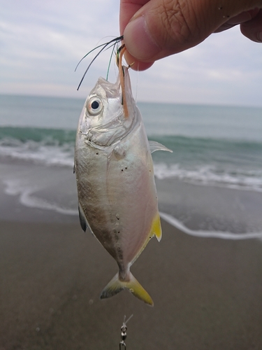 シマアジの釣果