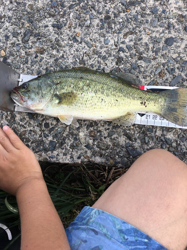 ブラックバスの釣果