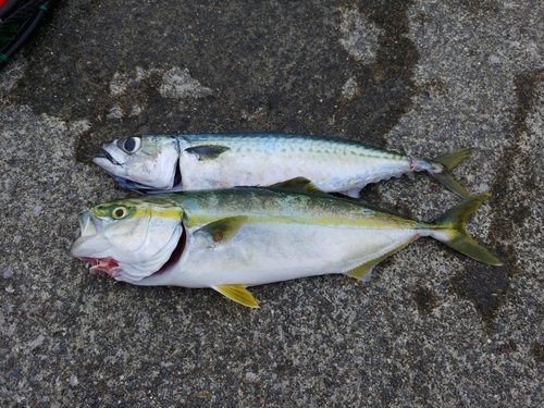 ワカシの釣果