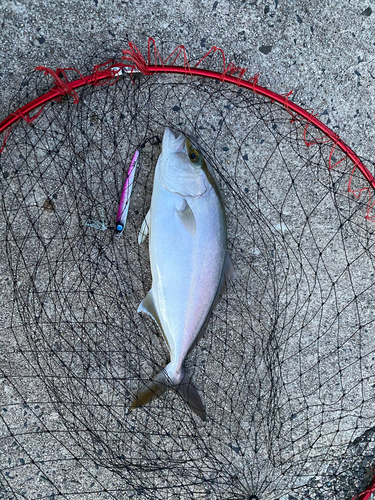 ショゴの釣果