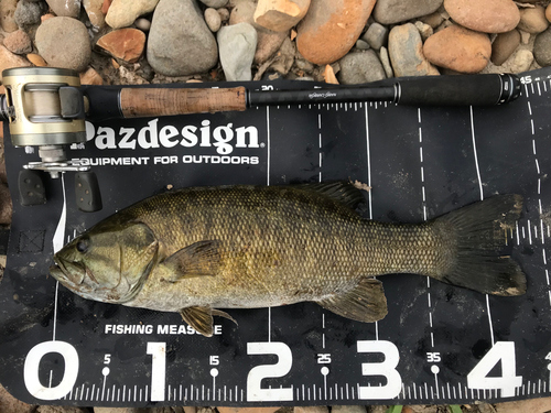 スモールマウスバスの釣果