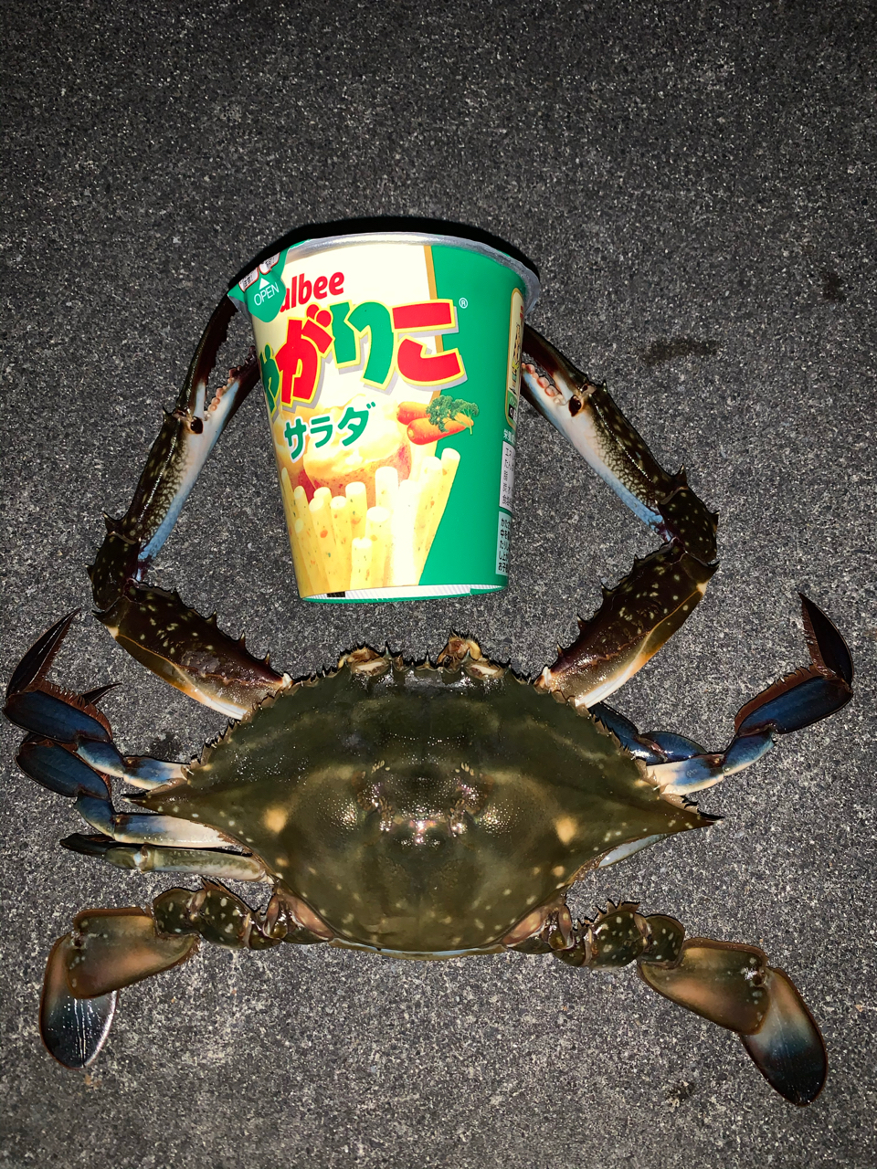 タイワンガザミ