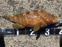 アコウの釣果