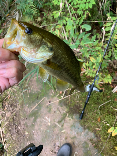 ラージマウスバスの釣果