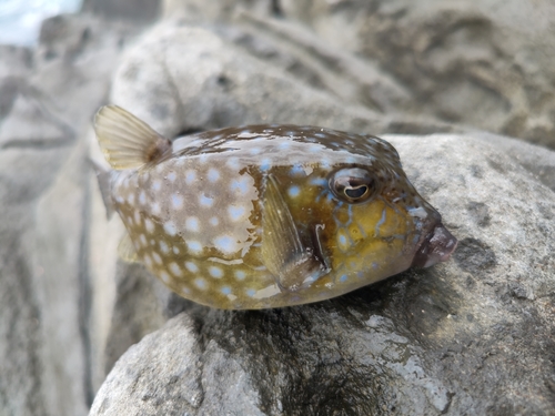 ハコフグの釣果