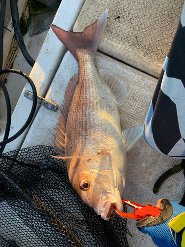 マダイの釣果