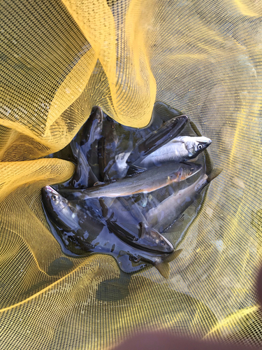 アユの釣果