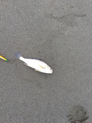 コノシロの釣果