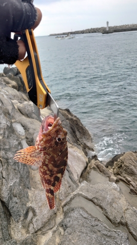 カサゴの釣果