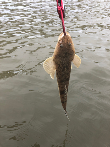 コチの釣果