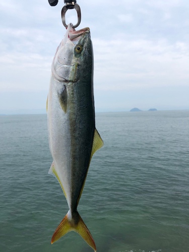 ヤズの釣果