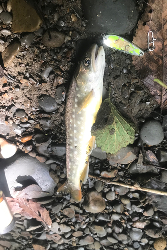 アメマスの釣果