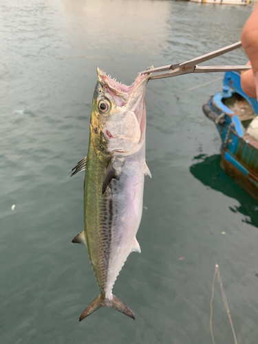 サゴシの釣果