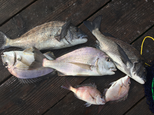 チヌの釣果