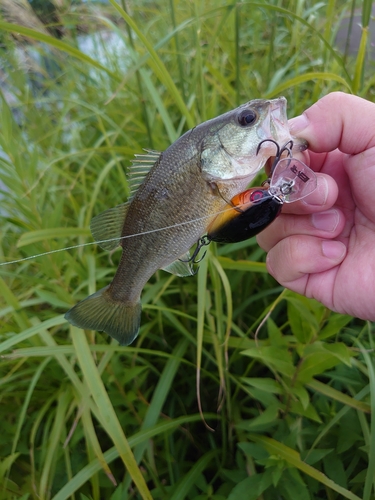 ブラックバスの釣果