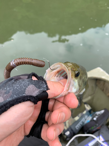 ブラックバスの釣果