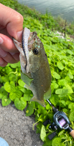 ブラックバスの釣果