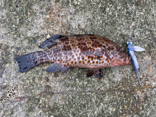 オオモンハタの釣果